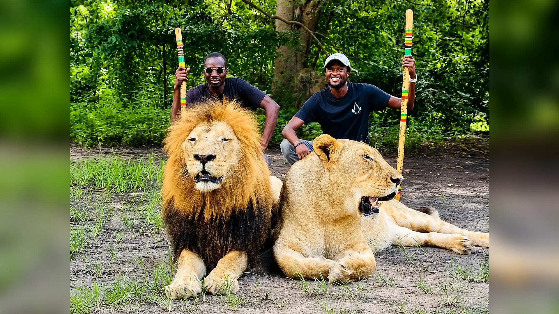 Guided walk with lions in Fathala Wildlife Reserve, Senegal