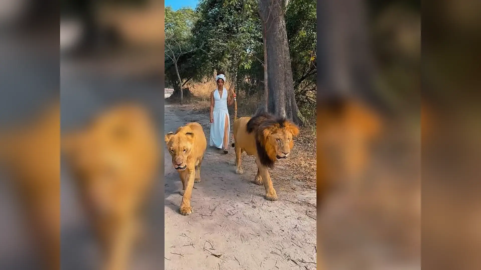 Guided walk with lions in Fathala Wildlife Reserve, Senegal