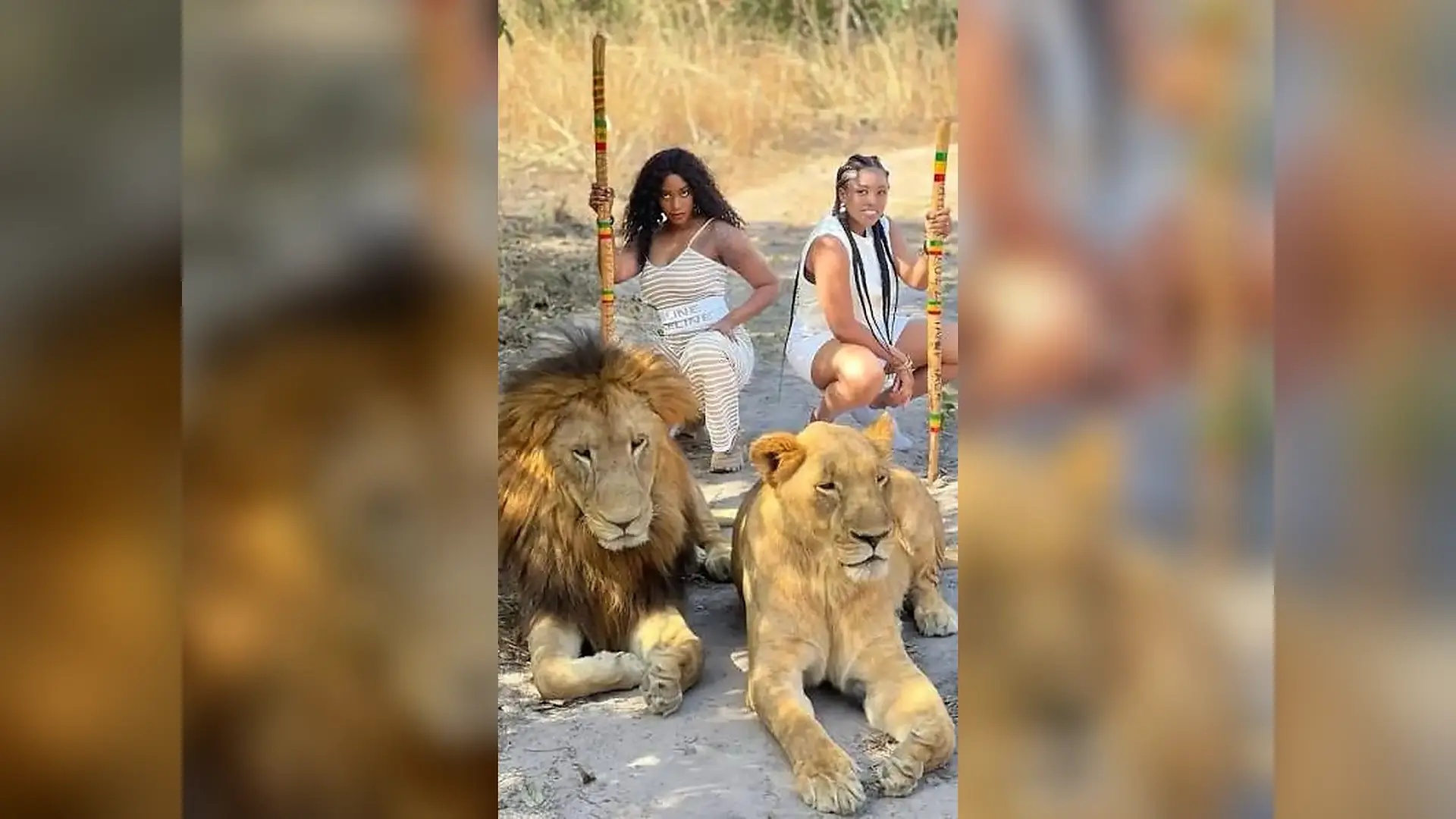Guided walk with lions in Fathala Wildlife Reserve, Senegal