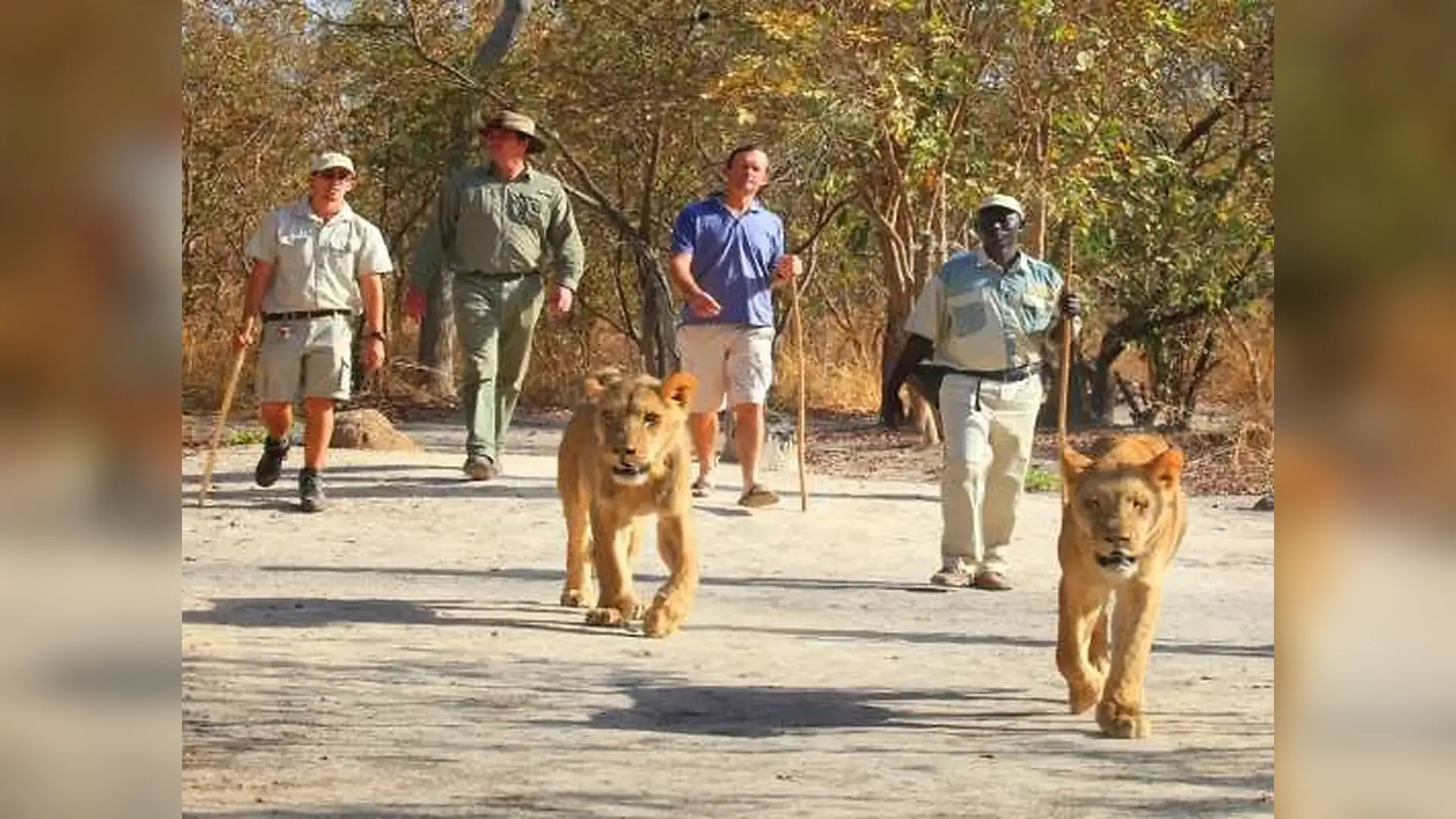 Guided walk with lions in Fathala Wildlife Reserve, Senegal