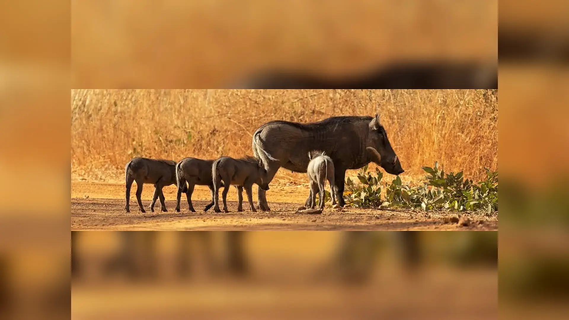 Wildlife viewed in the reserve in Bandia Wildlife Reserve, Senegal