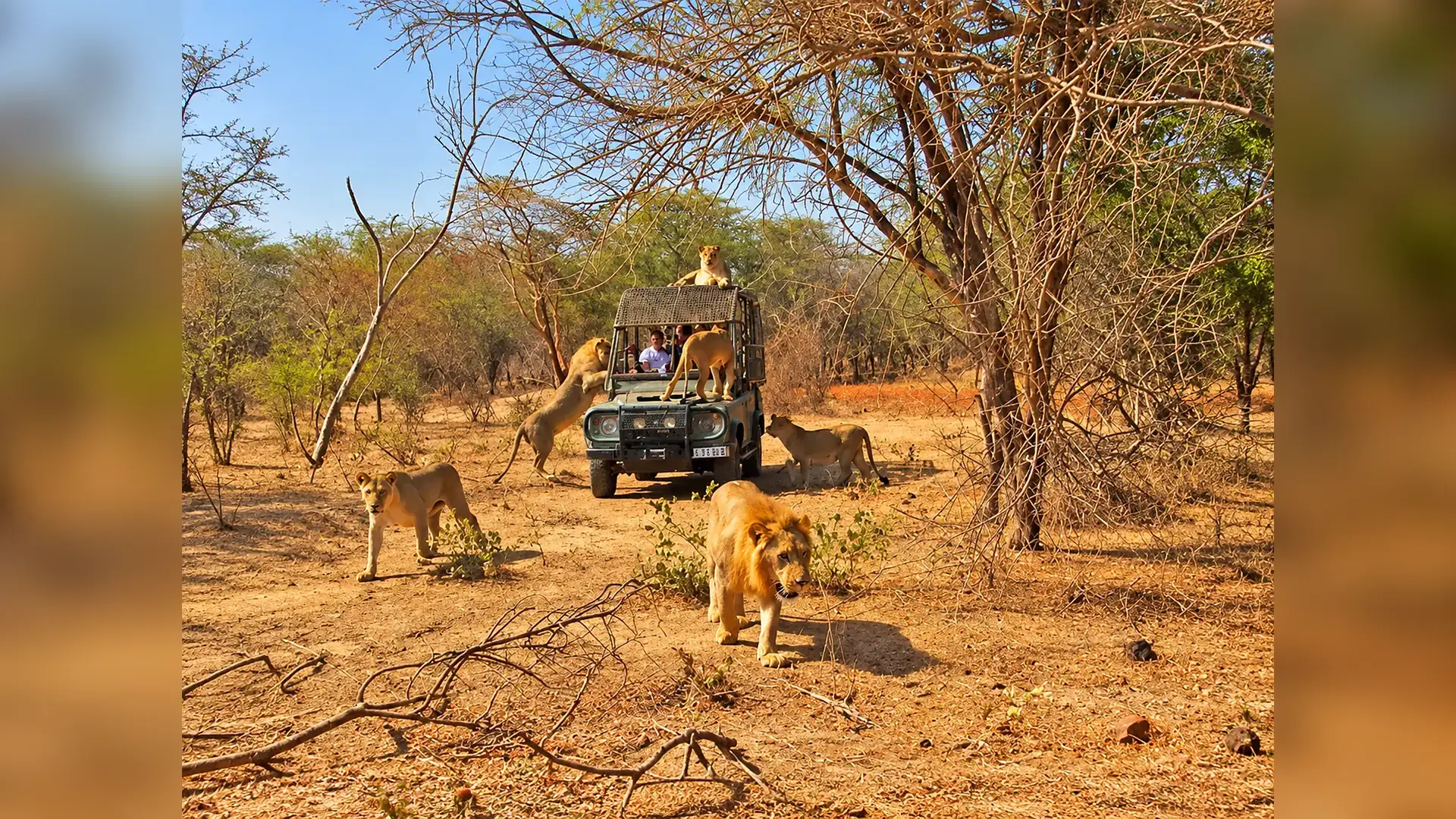 Guided visit to the lion ranch in Bandia Wildlife Reserve, Senegal