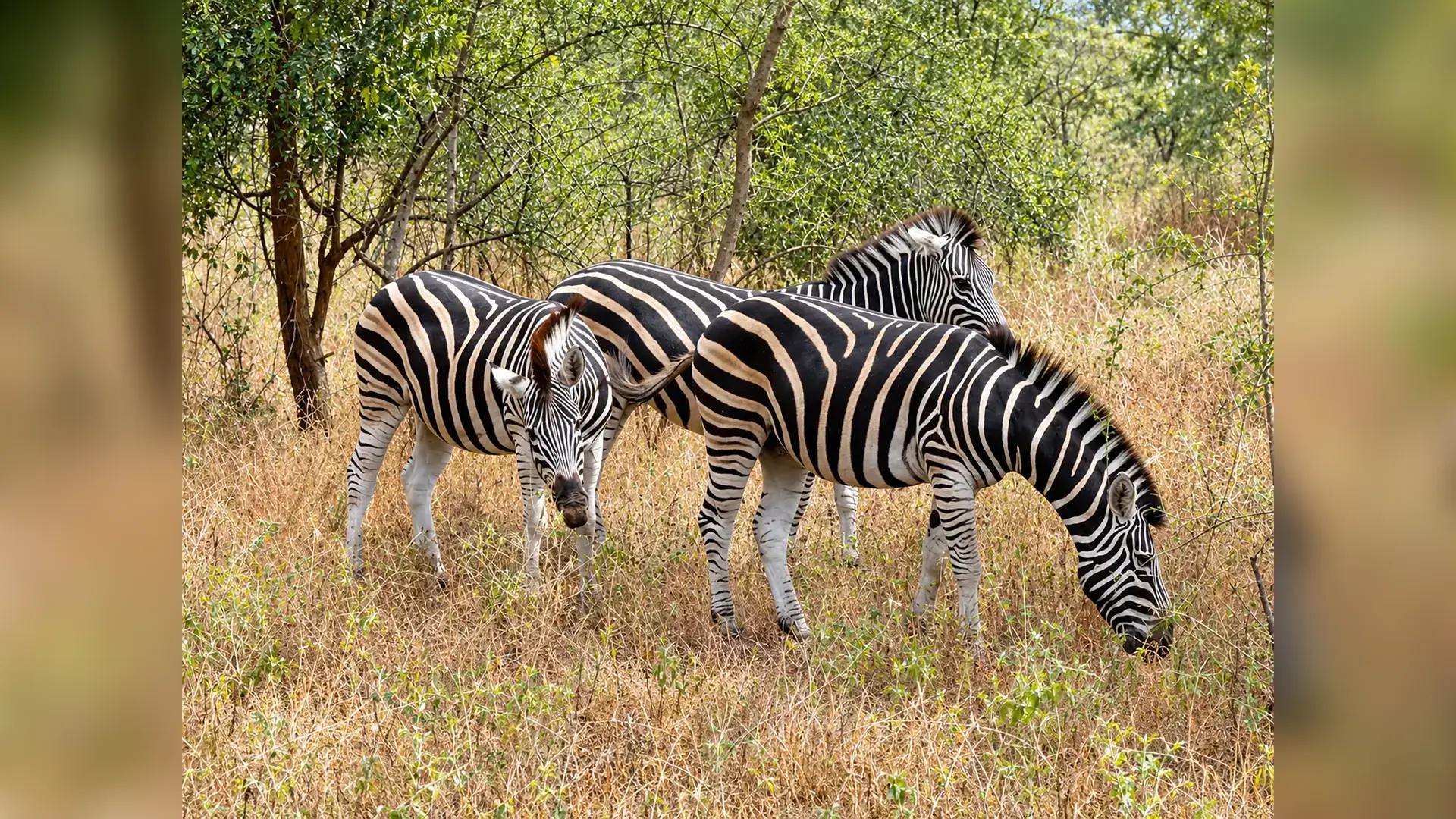 Wildlife viewed in the reserve in Bandia Wildlife Reserve, Senegal