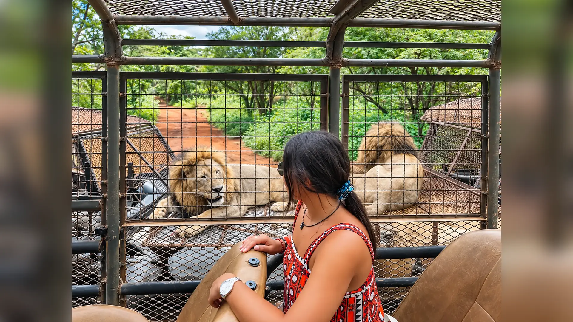 Guided visit to the lion ranch in Bandia Wildlife Reserve, Senegal