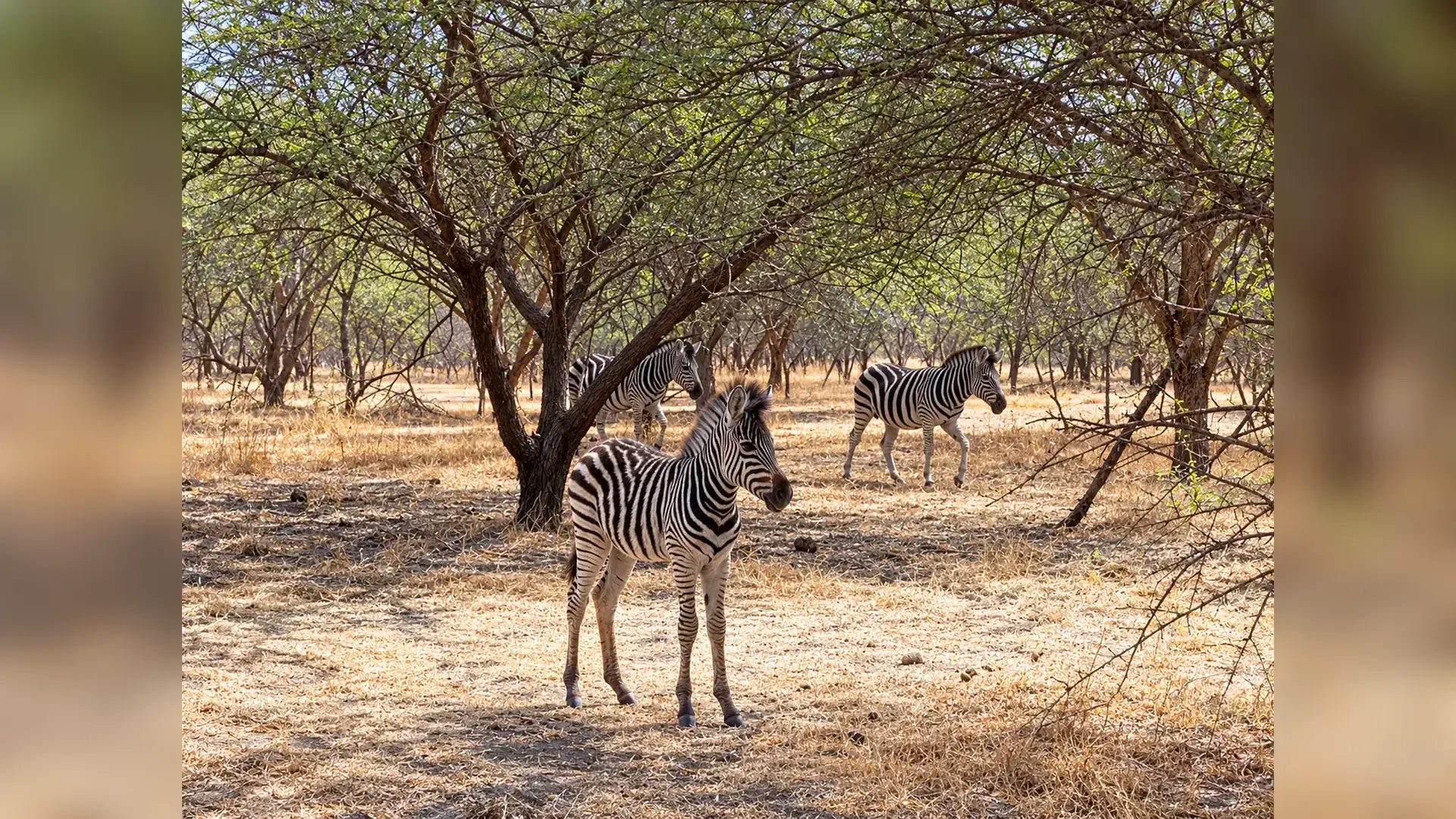 Wildlife viewed in the reserve in Bandia Wildlife Reserve, Senegal